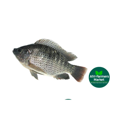 Tilapia fish (6500/kg Avg 1.8kg/pc)
